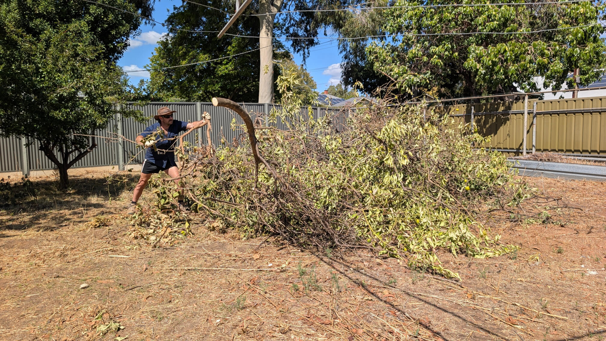 Aaron trimming overgrown vegetation in a residential backyard